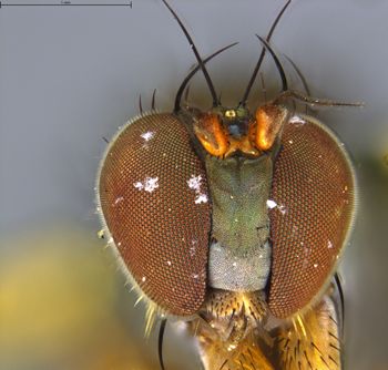 Media type: image;   Entomology 13035 Aspect: hefa